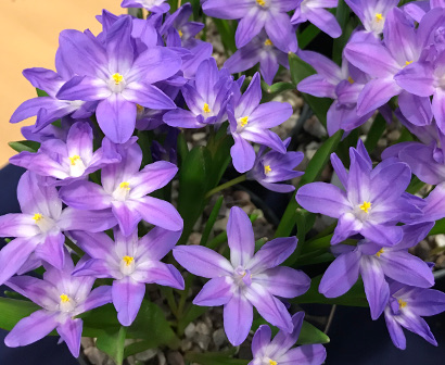 Chionodoxa forbesii 'Violet Beauty' 